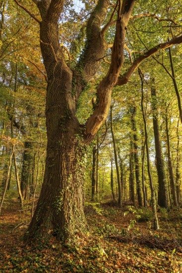 Mighty, ivy-covered tree trunk of an old oak (Quercus) in an autumnal forest in atmospheric evening