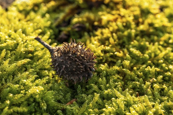 Macro photograph of the empty fruit cup or seed capsule of beechnuts of a copper beech (Fagus