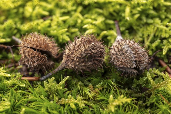 Macro photograph of three empty fruit cups or the seed capsules of beechnuts of a copper beech