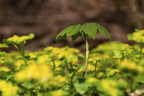 Close-up of the seedling of a maple tree (Acer) sprouting on the forest floor between