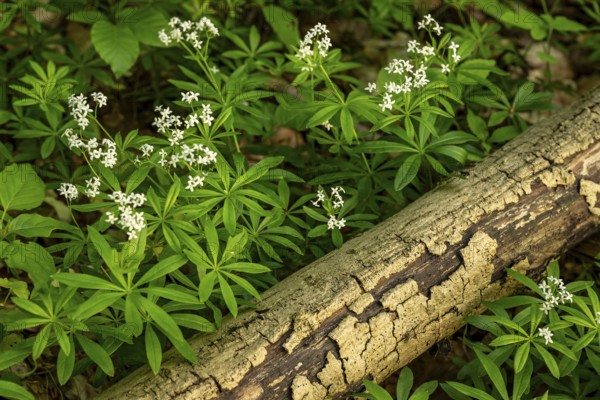 Woodruff in bloom (Galium odoratum) growing on the ground of a forest next to an old branch,