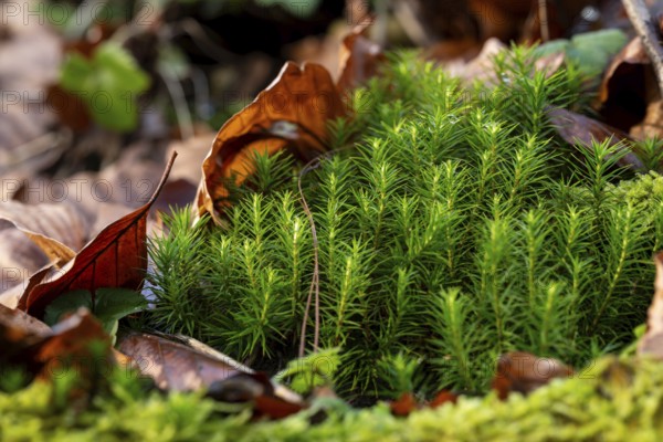 Common haircap moss (Polytrichum commune) grows between old leaves on the ground of a forest,