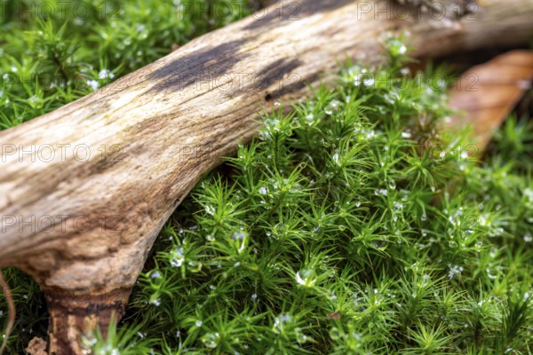 Common haircap moss (Polytrichum commune) wetted with water droplets from melted snow growing under