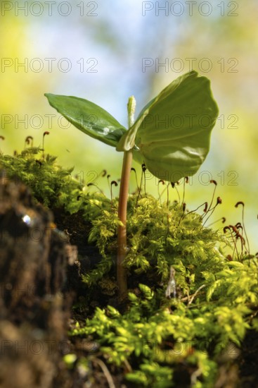 Close-up of the seedling of a copper beech (Fagus sylvatica) growing on a moss-covered tree stump