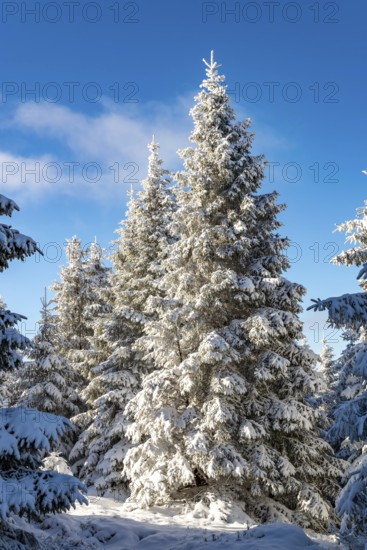 Spruces (Picea abies) in a densely snow-covered coniferous forest under a blue sky on a sunny day