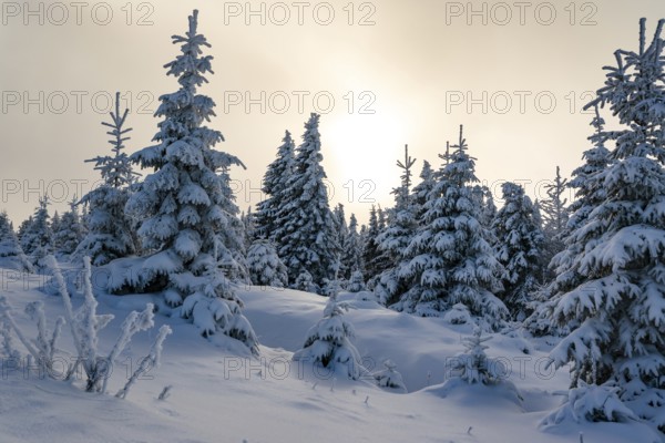Picturesque winter landscape with snow-covered spruces (Picea abies) in a coniferous forest, bathed