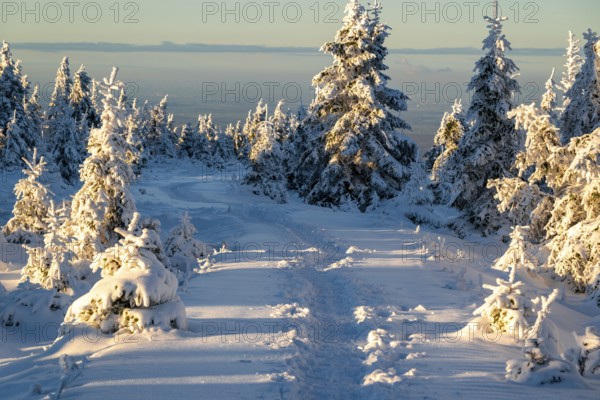 Idyllic, winding path through a wintery snow-covered coniferous forest in the light of dusk,