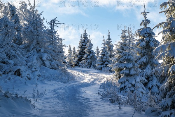 Idyllic, winding trail through a snowy coniferous forest under a blue sky in atmospheric light,