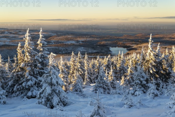 Wide view over the snow-covered spruces (Picea abies) of a coniferous forest to the hilly winter