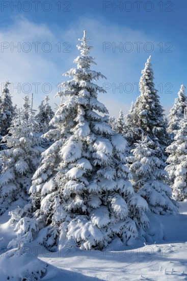 Picturesque spruces (Picea abies) in a densely snow-covered coniferous forest under a blue sky on a
