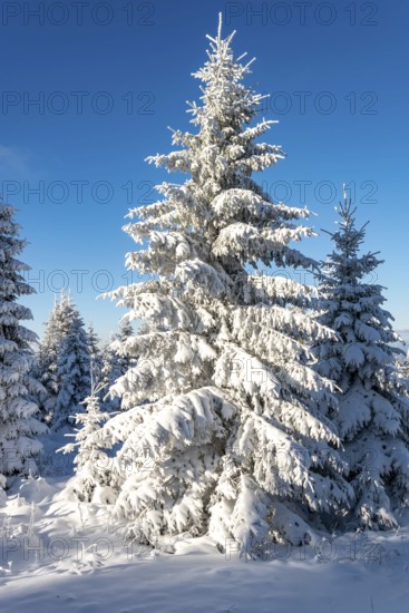 Spruce (Picea abies) in beautiful sunlight in a densely snow-covered coniferous forest under a
