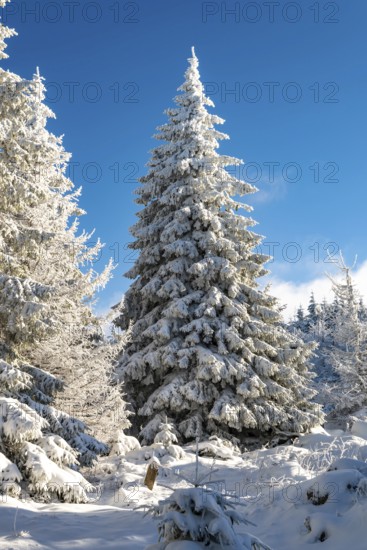 Impressive spruce (Picea abies) in a densely snow-covered coniferous forest under a clear blue sky
