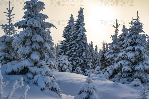 Picturesque winter landscape with snow-covered spruces (Picea abies) in a coniferous forest, bathed