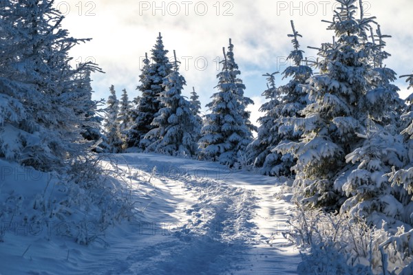 Scenic trail through a snowy coniferous forest in atmospheric light, Heinrich-Heine-Weg hiking