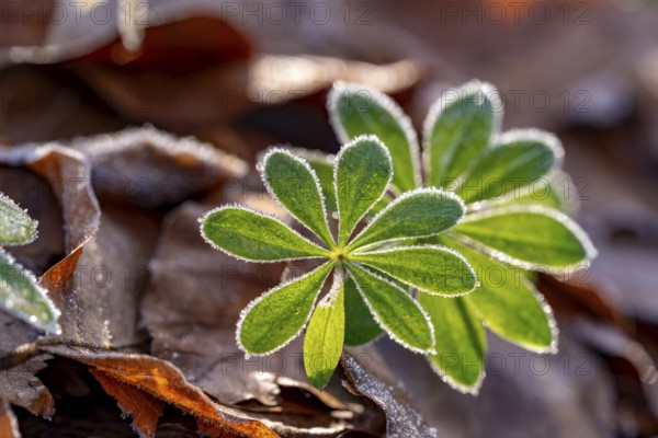 Close-up of the star-shaped leaves of woodruff (Galium odoratum) covered with frost on old autumn