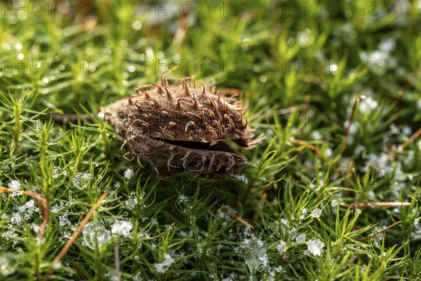 Macro photograph of the empty fruit cup or seed capsule of beechnuts of a copper beech (Fagus