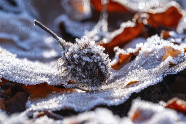 Macro photograph of the empty fruit cup or seed capsule of beechnuts of a copper beech (Fagus