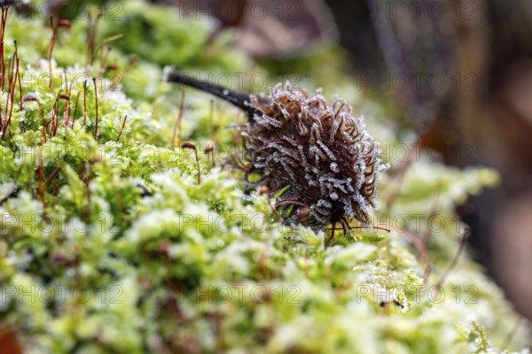 Macro photograph of the empty fruit cup or seed capsule of beechnuts of a copper beech (Fagus
