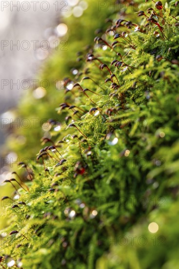 Macro photograph of deciduous moss (Bryophyta) with sporophytes, wetted with water droplets