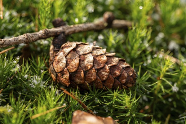 Close-up of the cone of a European larch (Larix decidua) on green lady's moss (Polytrichum commune)