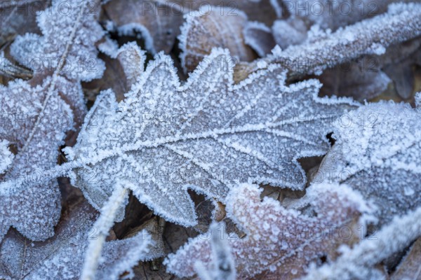 Close-up of an oak leaf (Quercus) covered with frost and ice crystals on the ground of a winter