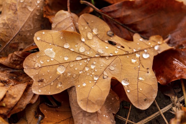 Close-up of the leaf of an oak (Quercus) in autumnal brown colouring on the ground of a forest,