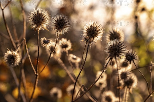 Dry thistles (Echinops) Dry fruiting stems of the hairy teasel (Dipsacus pilosus) glow in autumn