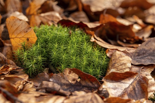 Common haircap moss (Polytrichum commune) grows among old autumn leaves on the forest floor,