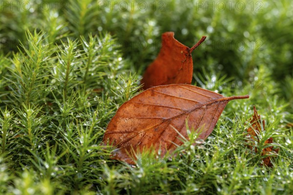 Close-up of autumnal brown coloured leaves on green lady's moss (Polytrichum commune) wetted with