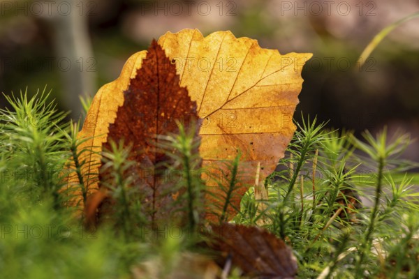 Close-up of autumn-coloured leaves against the light, amidst green lady's moss (Polytrichum
