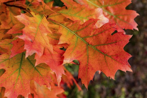 Close-up of the autumnal colourful leaves of a red oak (Quercus rubra) with red, orange and green