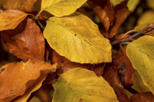 Format-filling close-up of the autumnal colourful leaves of a beech (Fagus) with yellow, orange and
