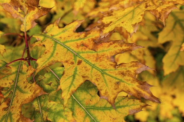 Close-up of the autumnal colourful leaves of a red oak (Quercus rubra) with yellow and green tones