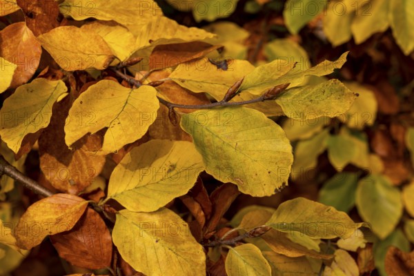 Full-format photograph of the autumnal, colourful leaves of a beech (Fagus) with yellow, orange and