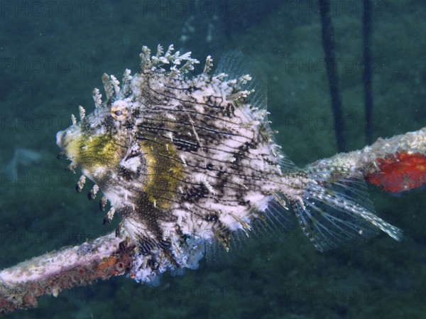 A bizarre jewellery filefish (Chaetodermis penicilligerus), filefish, swimming next to an
