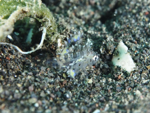 Small transparent fish with blue accents, zebra dwarf lionfish (Dendrochirus zebra) juvenile, on a