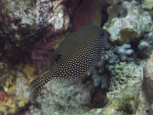 Black fish with white dots, white tufted boxfish (Ostracion meleagris) female, hovering near a reef