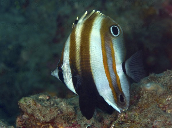 Striped fish with distinctive fins in brown and white, two-eyed coradion (Coradion melanopus) .