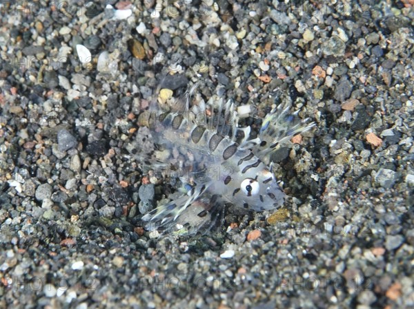 Transparent fish, zebra lionfish (Dendrochirus zebra) juvenile, perfectly camouflaged on a sandy
