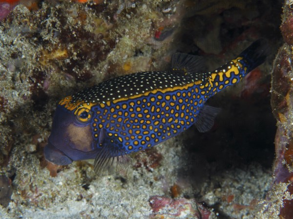 Blue-orange boxfish with a dotted pattern, white tufted boxfish (Ostracion meleagris), in the reef.
