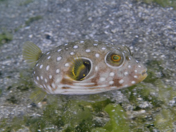 A spotted, roundish fish, white-spotted pufferfish (Arothron hispidus) juvenile, swimming over a