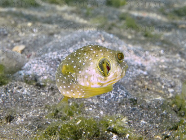 Small pufferfish with white spots, white-spotted pufferfish (Arothron hispidus) juvenile, hovers