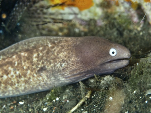 Close-up of white-eyed moray eel (Gymnothorax thyrsoideus), moray eel, with attentive facial