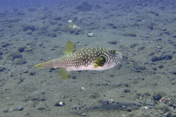 Pufferfish with dotted pattern, white spotted pufferfish (Arothron hispidus), swimming above a