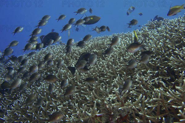 School of Ternate Swallowtails (Chromis ternatensis) over a coral reef in the blue ocean. Dive site