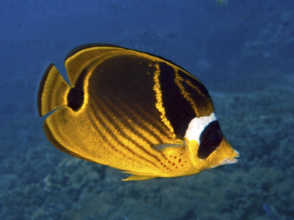 Yellow-black tobacco butterflyfish (Chaetodon fasciatus) in a tropical coral reef. Dive site