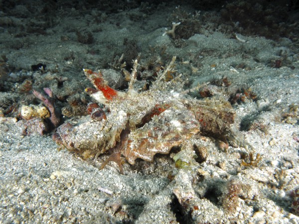 A spiny devil fish (Inimicus didactylus) rests camouflaged between stony corals on the seabed. Dive