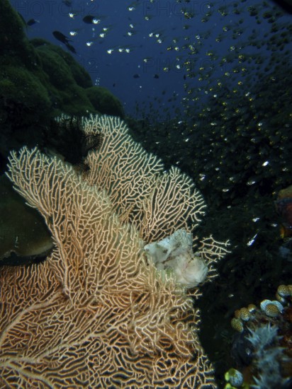 A well-camouflaged fish, a rocking fish (Taenianotus triacanthus), lurks for prey in a giant fan