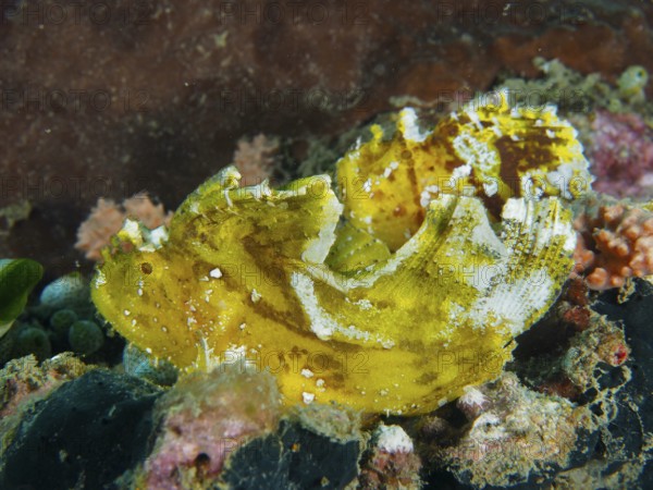 Yellow fish with unique structure, rocking fish (Taenianotus triacanthus), well camouflaged in the