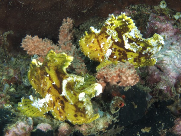 Two yellow rocking fish (Taenianotus triacanthus) between corals in a tropical underwater landscape